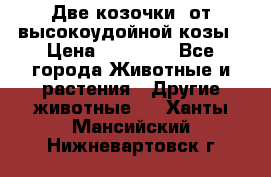 Две козочки  от высокоудойной козы › Цена ­ 20 000 - Все города Животные и растения » Другие животные   . Ханты-Мансийский,Нижневартовск г.